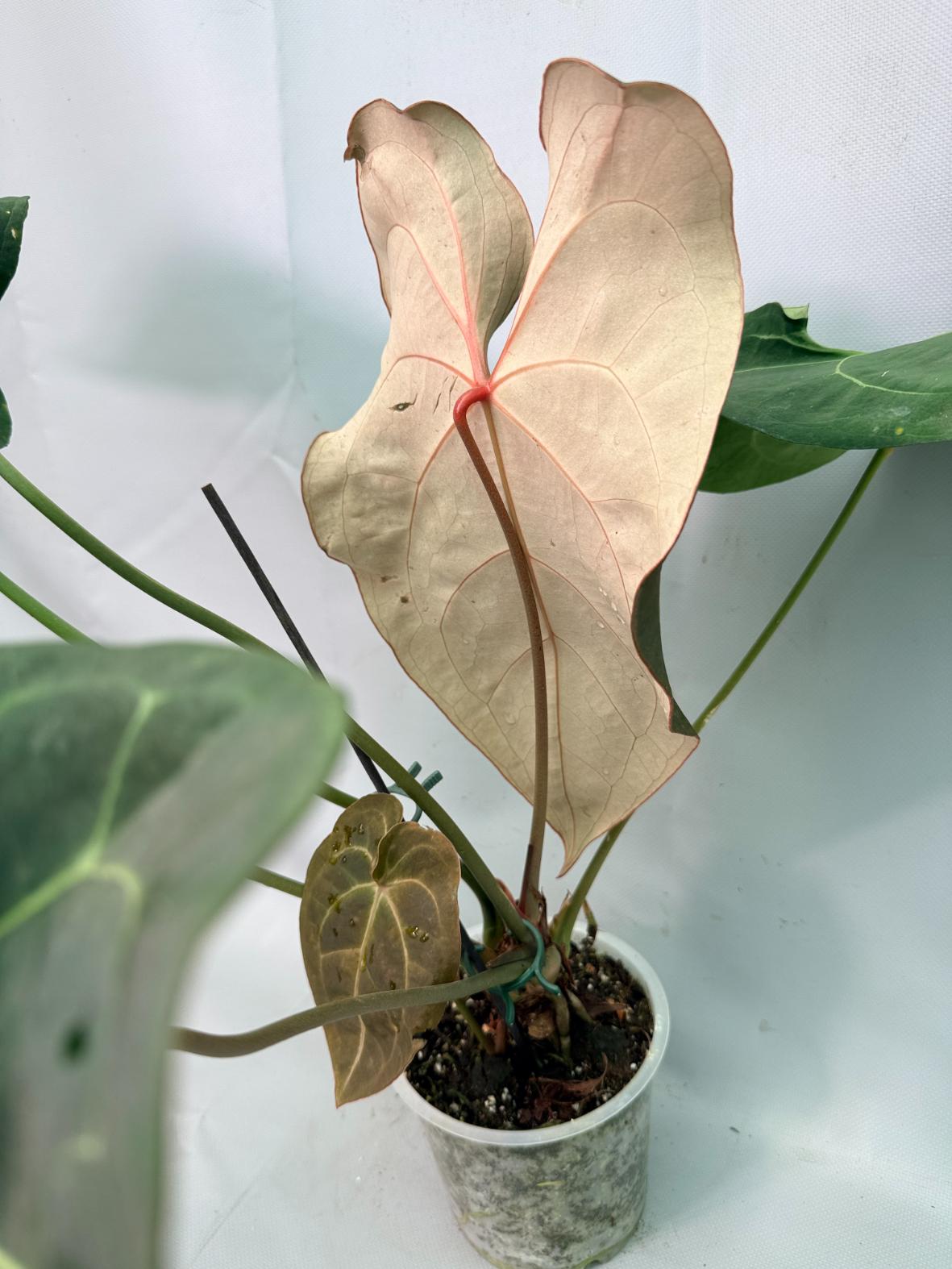 Anthurium Papillilaminum x Magnificum XXL altra foglia