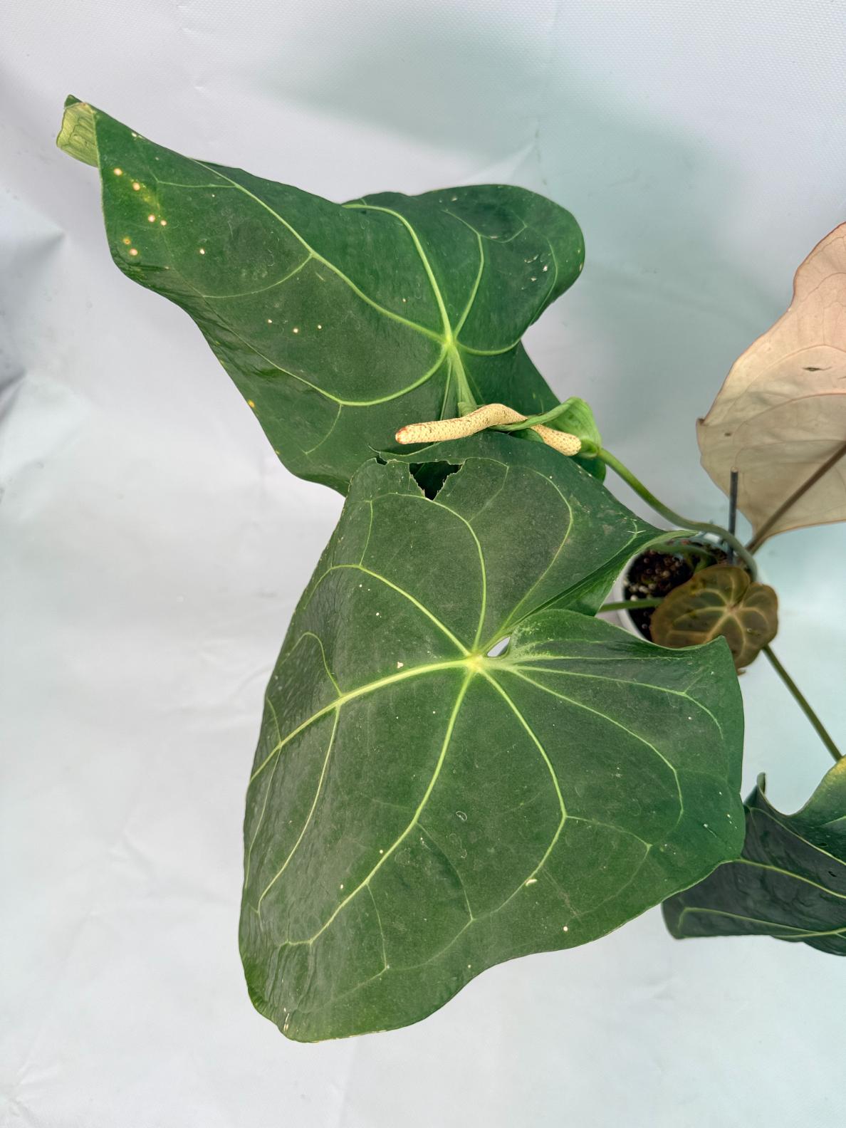 Anthurium Papillilaminum x Magnificum XXL