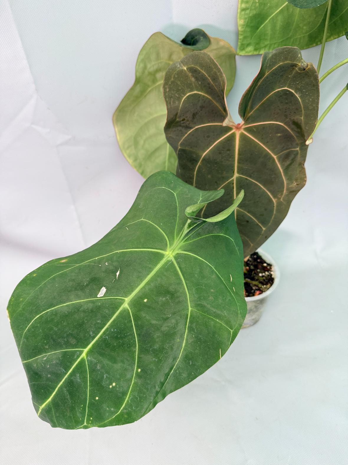 Anthurium Papillilaminum x Magnificum XXL