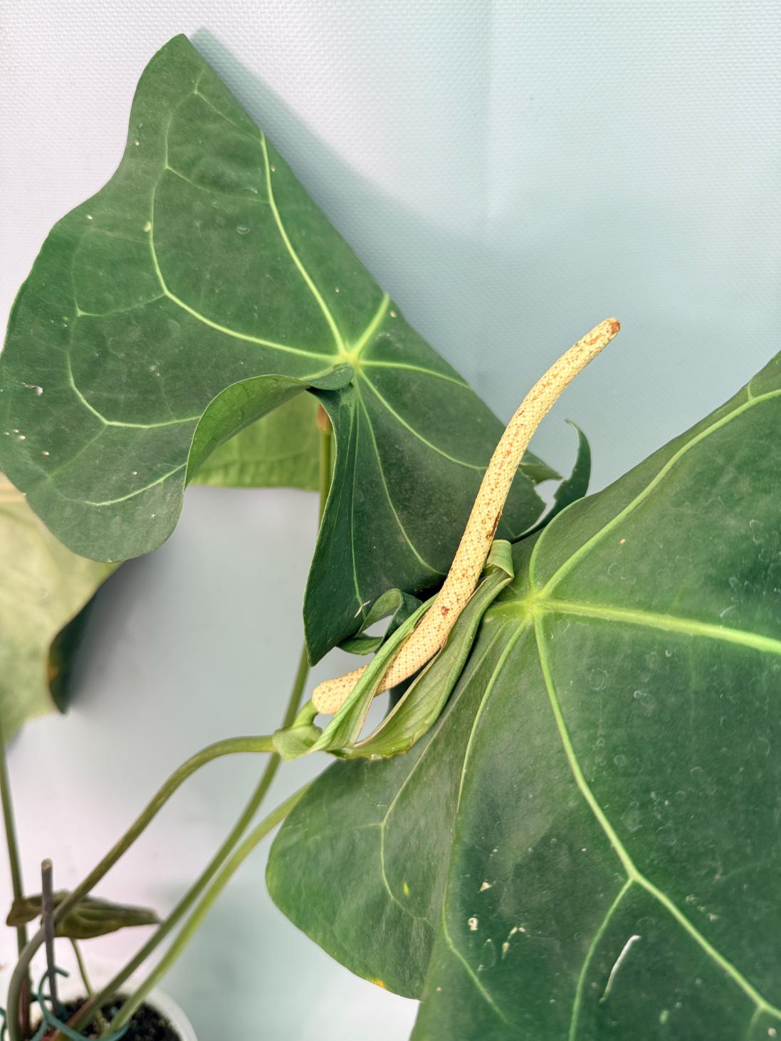 Anthurium Papillilaminum x Magnificum XXL