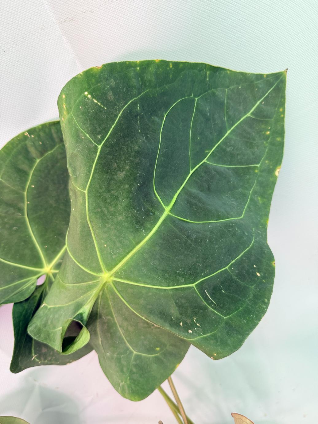 Anthurium Papillilaminum x Magnificum XXL foglia 2