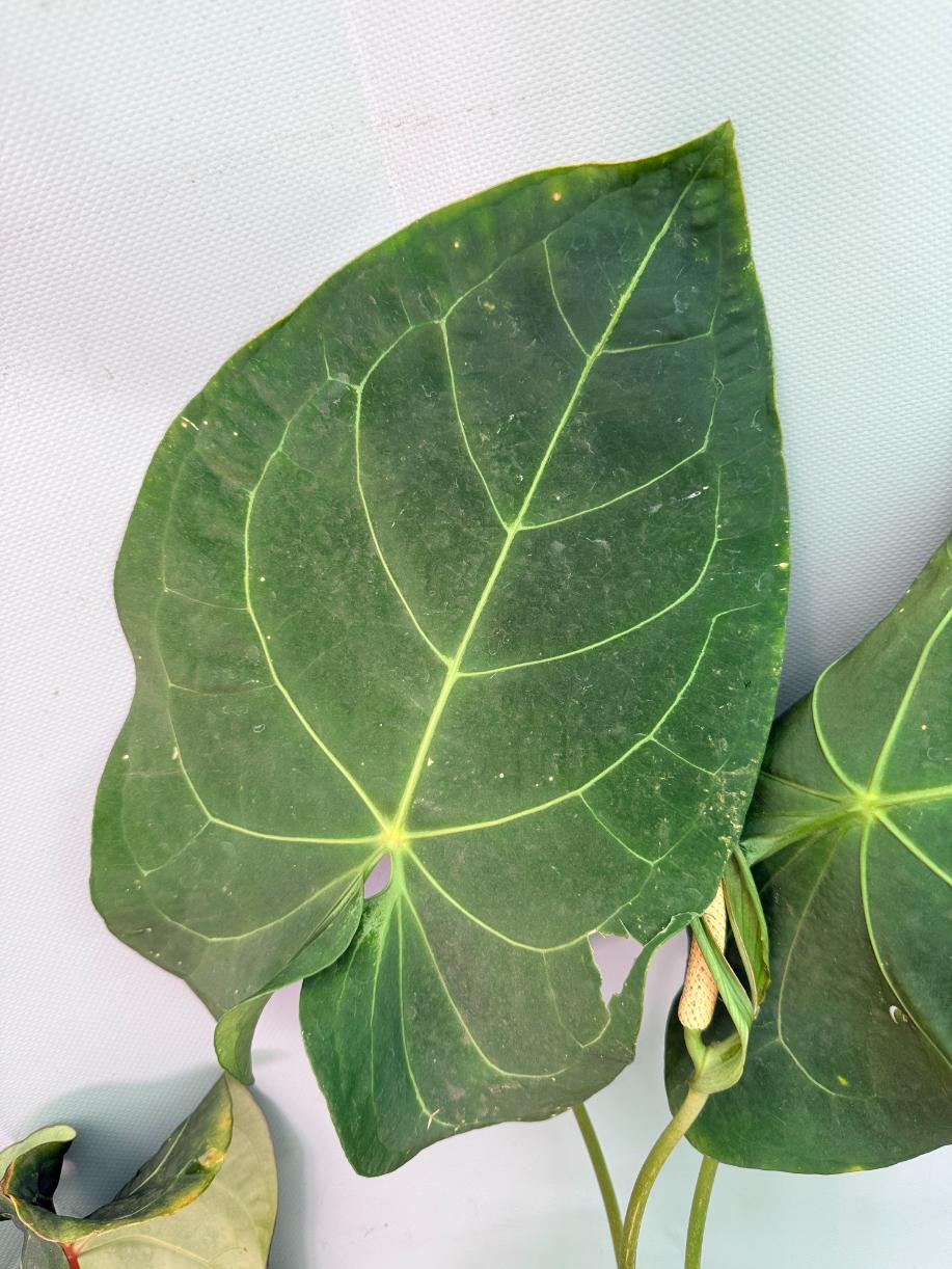 Anthurium Papillilaminum x Magnificum XXL folgia 3