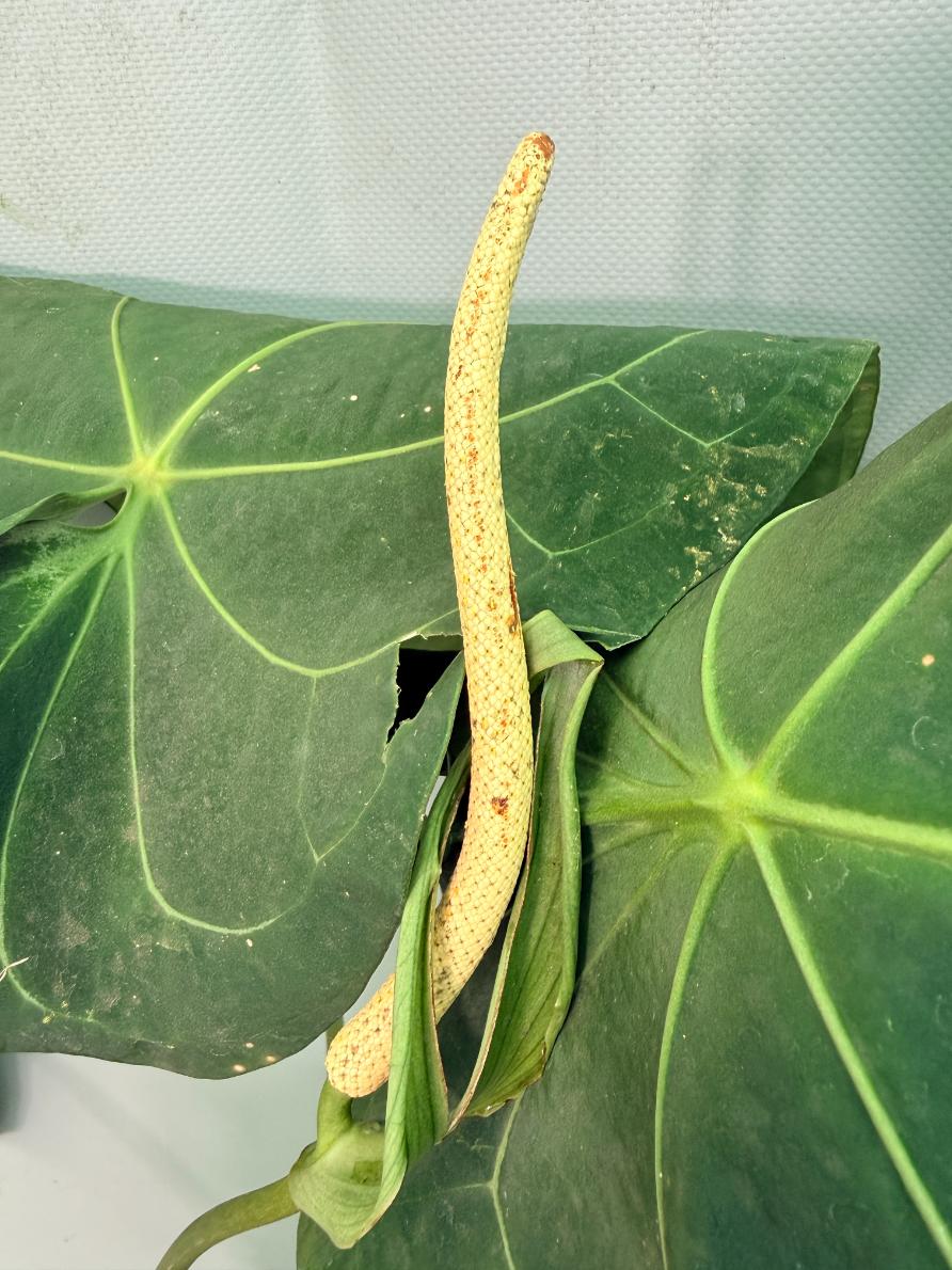 Anthurium Papillilaminum x Magnificum XXL fiore
