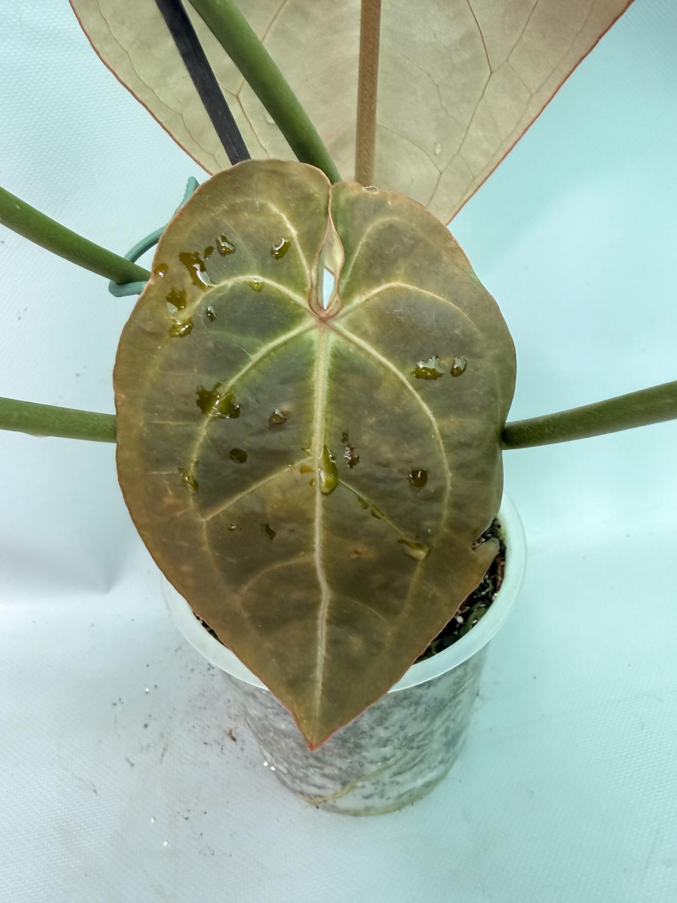 Anthurium Papillilaminum x Magnificum XXL folgia emergente
