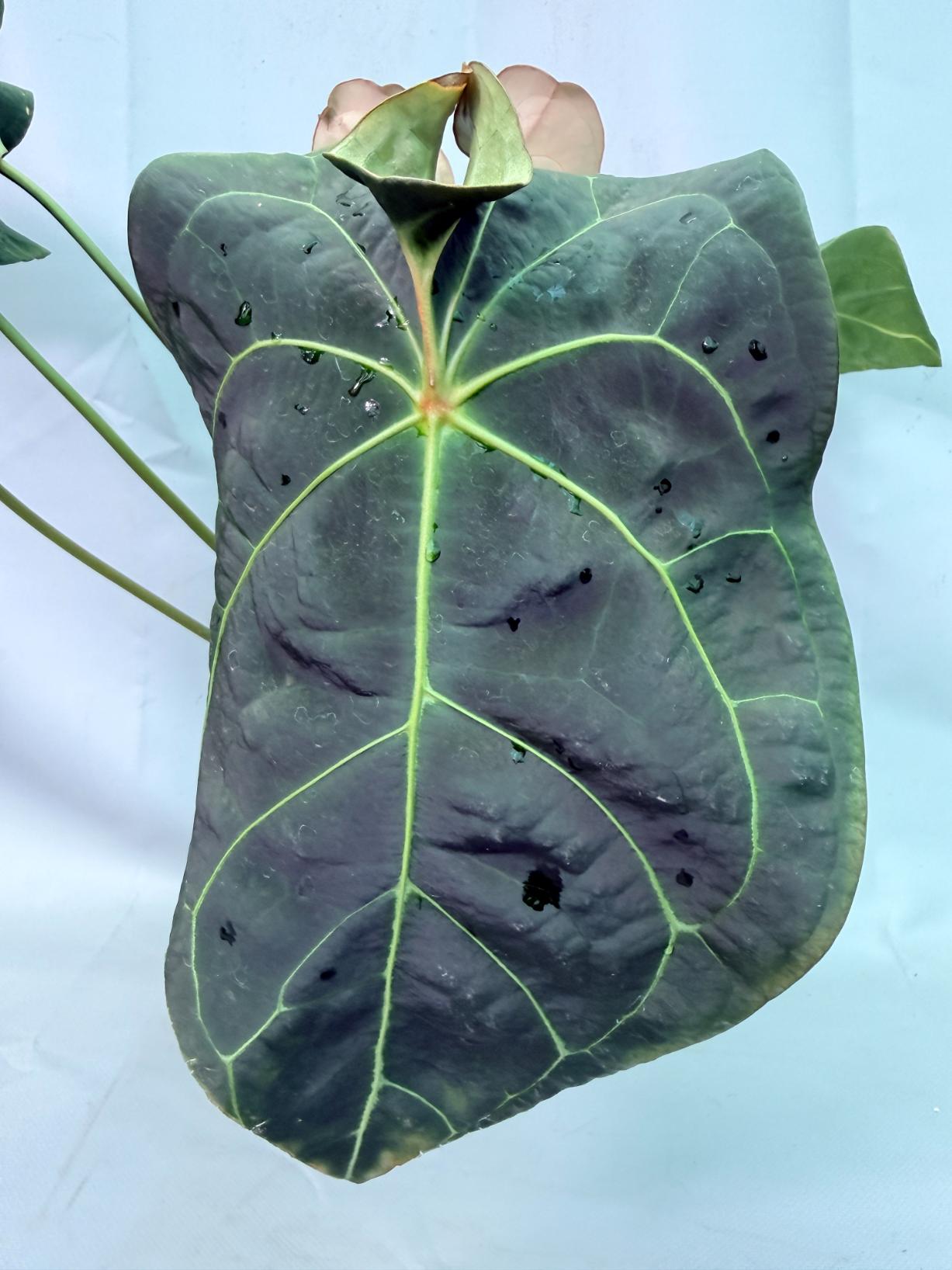 Anthurium Papillilaminum x Magnificum XXL