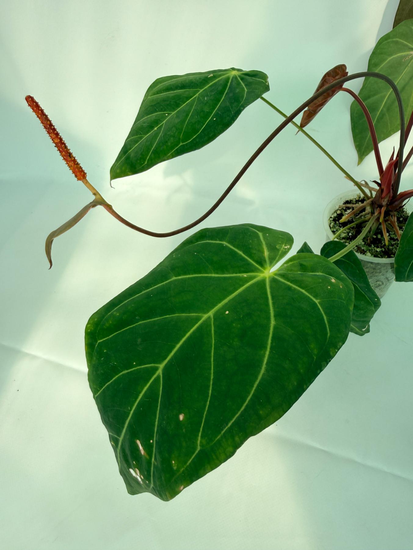 AnthuriumPapillilaminumxMagnificum_08