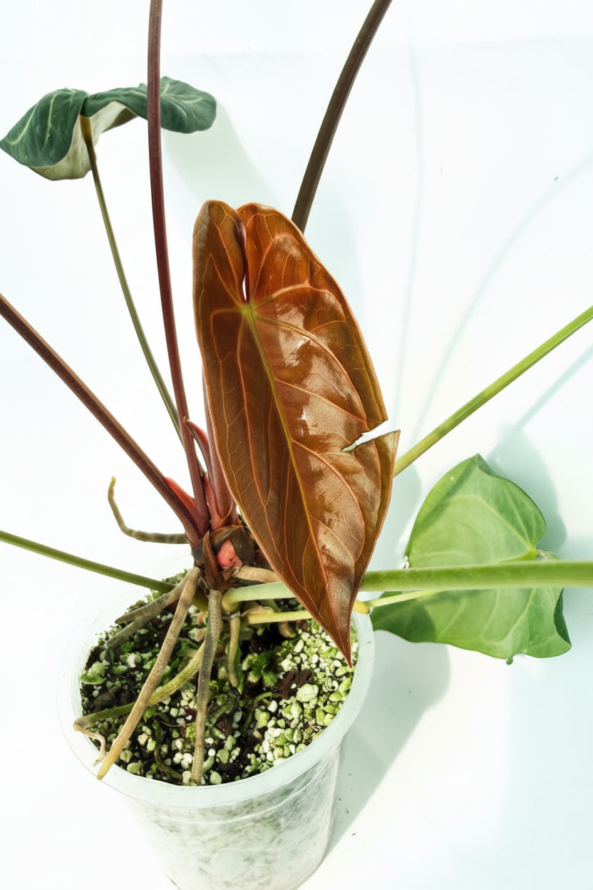 AnthuriumPapillilaminumxMagnificum_05