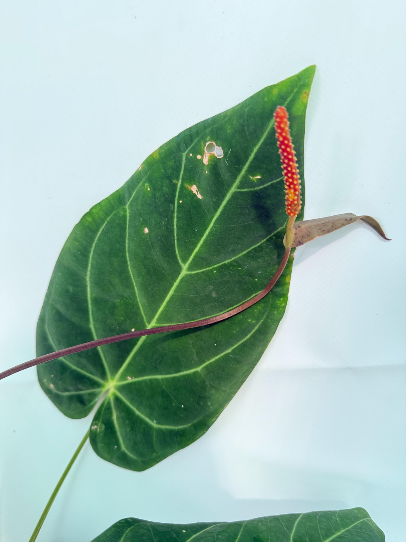 AnthuriumPapillilaminumxMagnificum_06