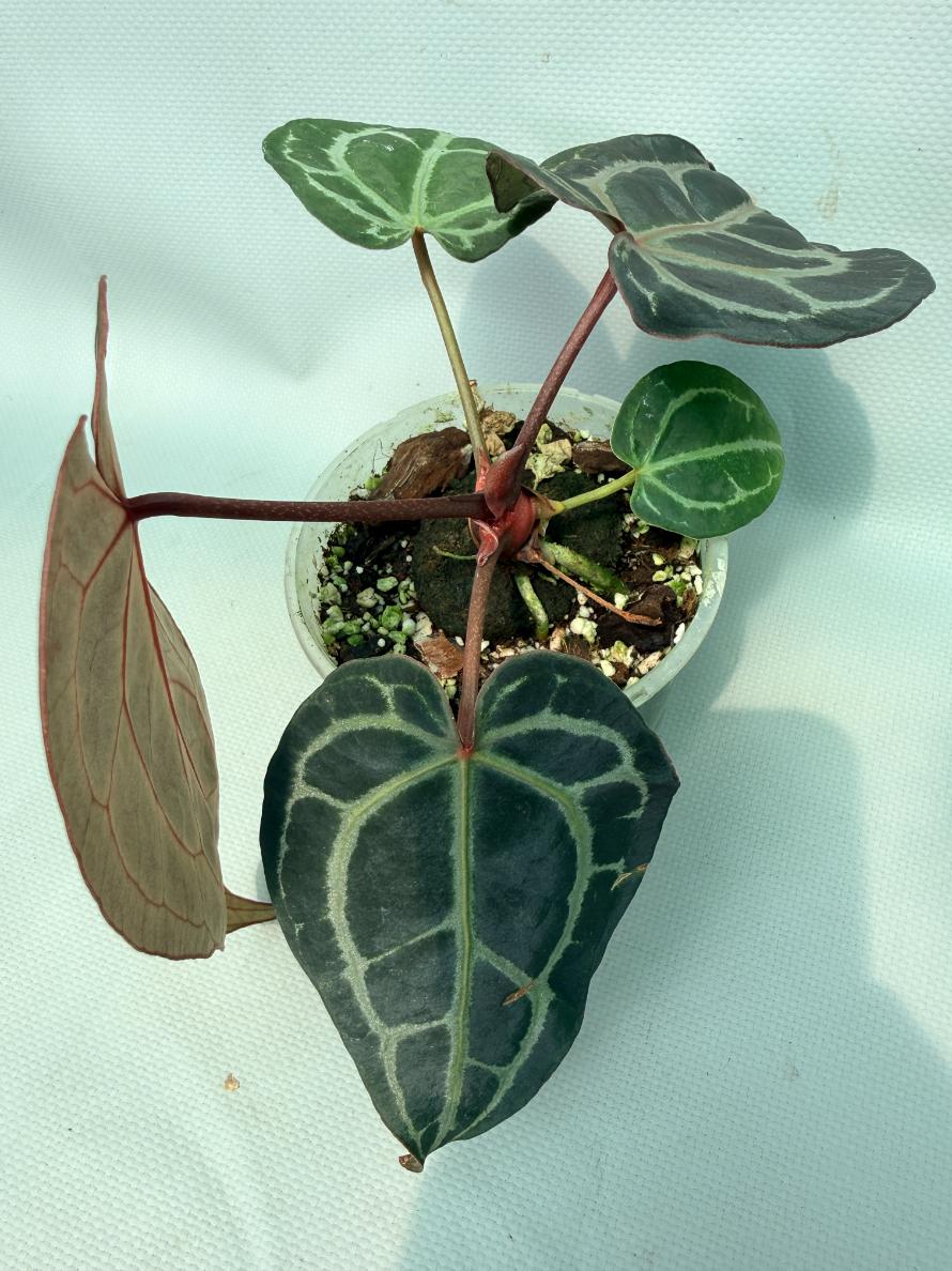 Anthurium Red Crystallinum 01