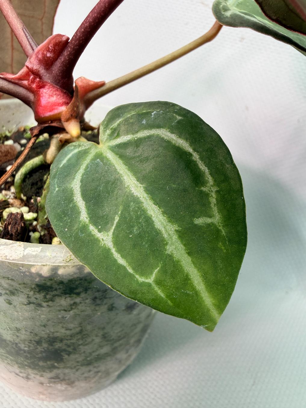 Anthurium Red Crystallinum 07