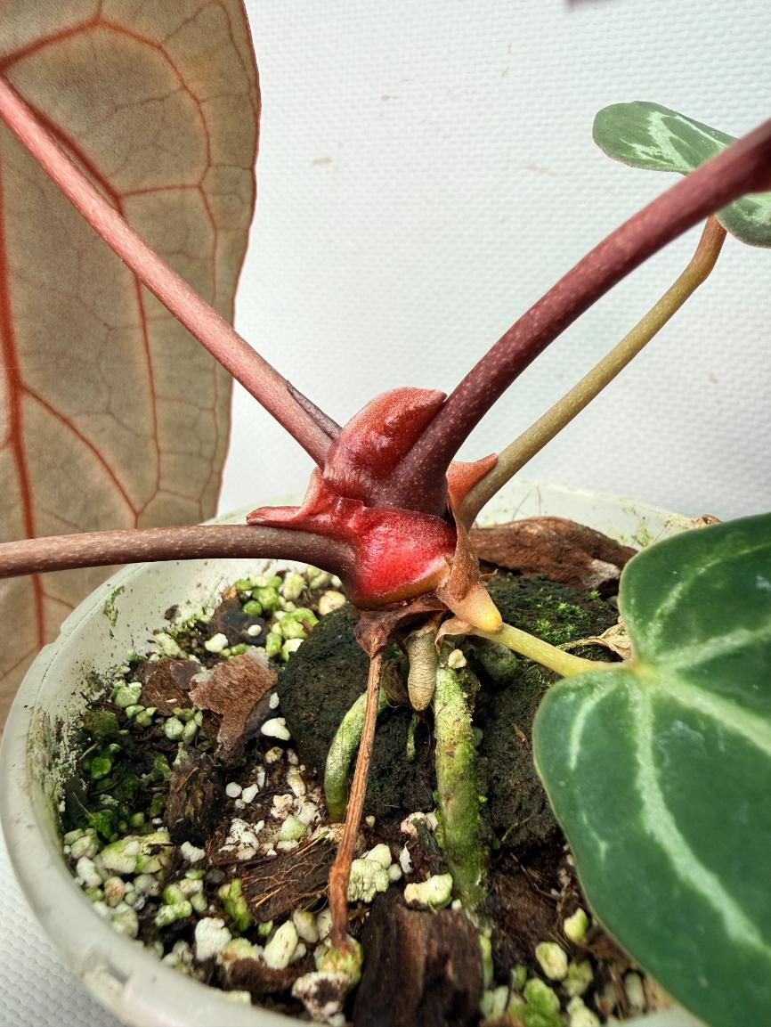 Anthurium Red Crystallinum 08