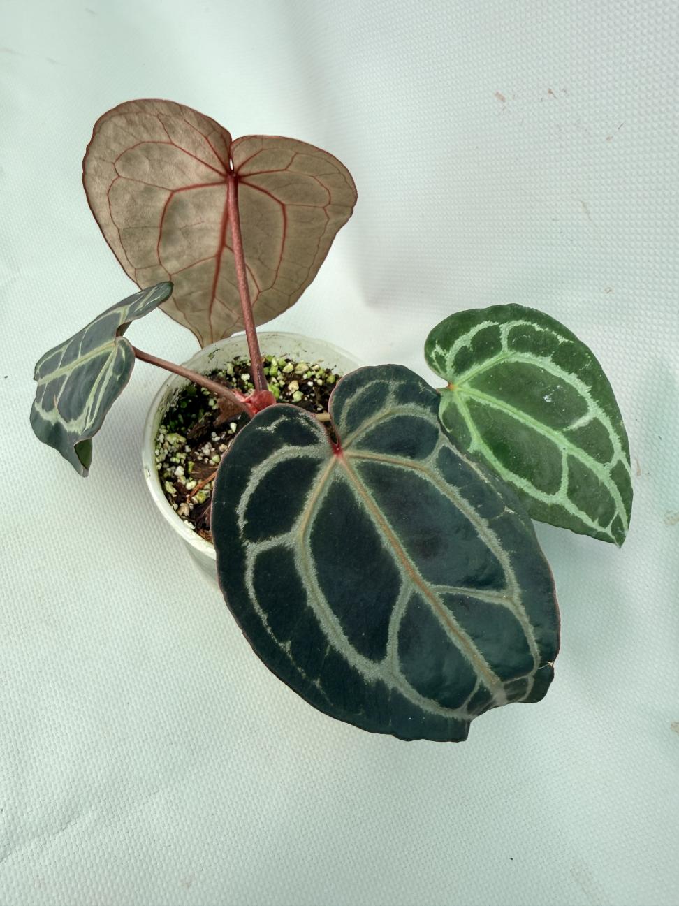 Anthurium Red Crystallinum 09