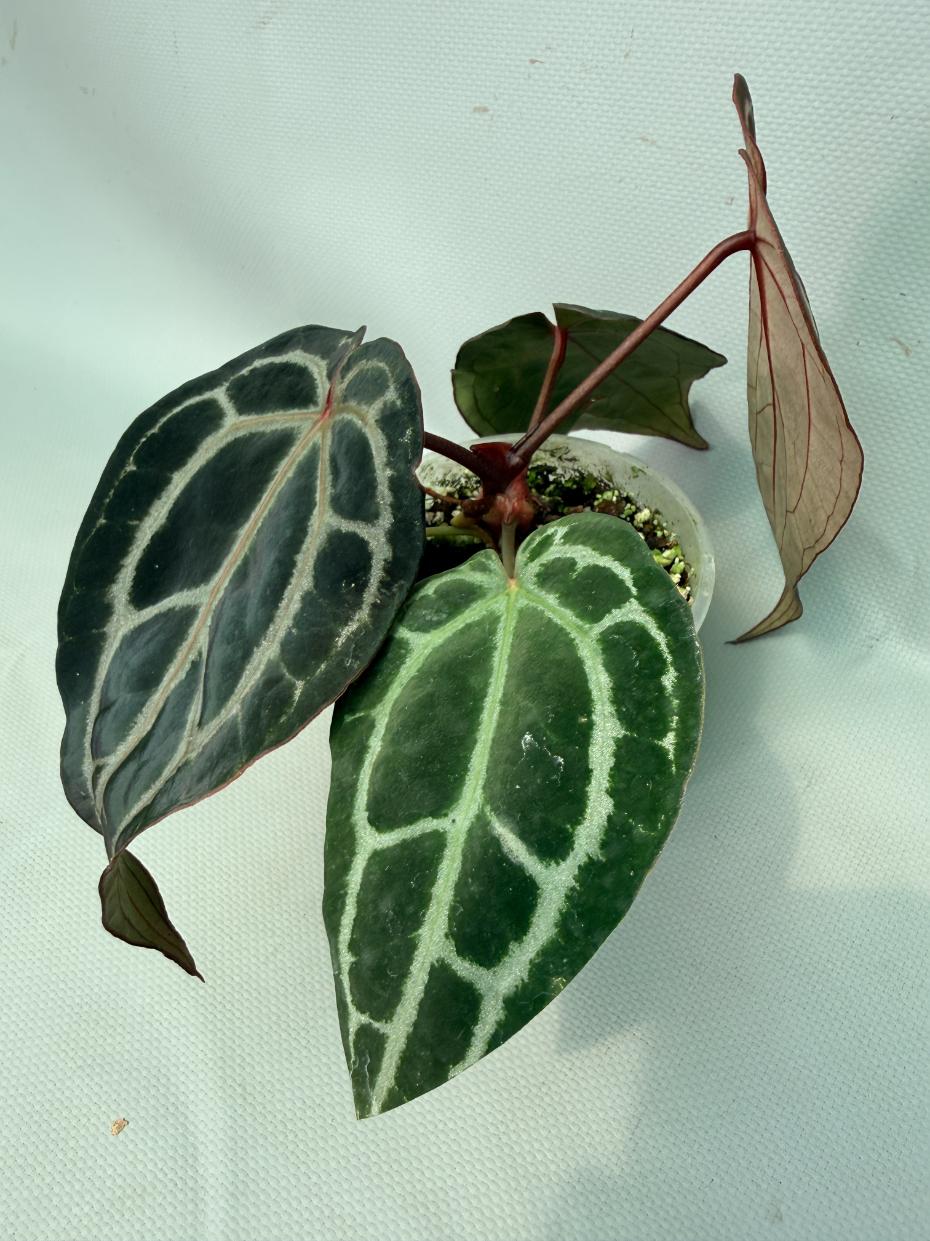 Anthurium Red Crystallinum 02