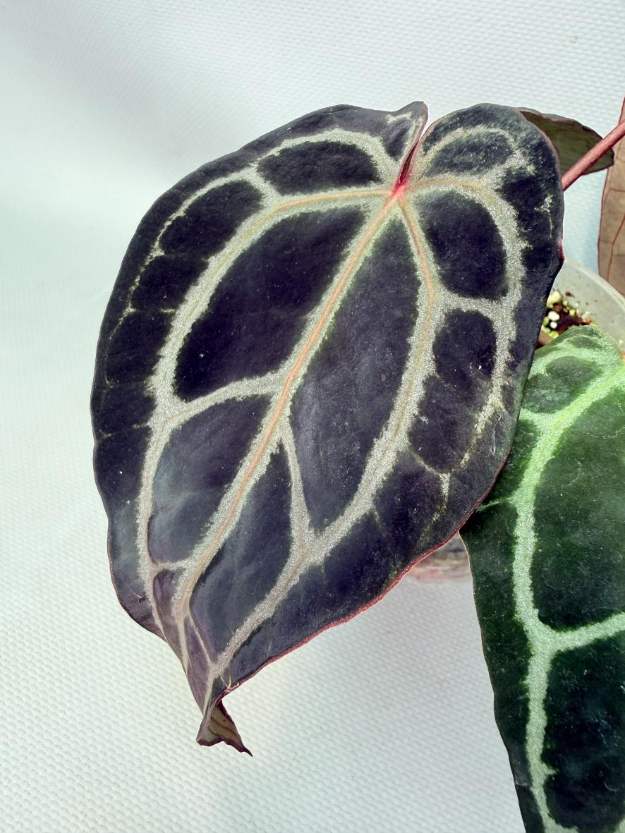 Anthurium Red Crystallinum 03