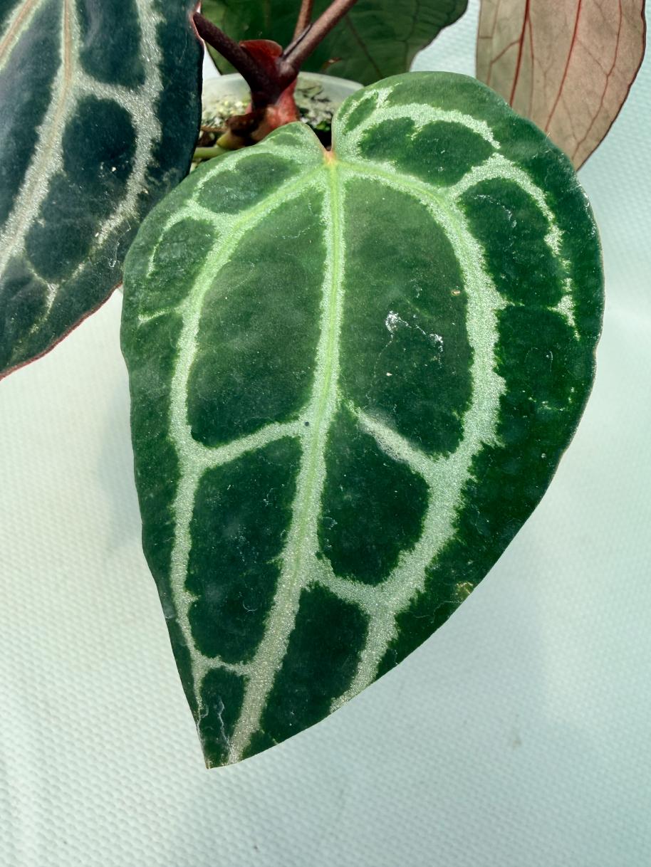Anthurium Red Crystallinum 04