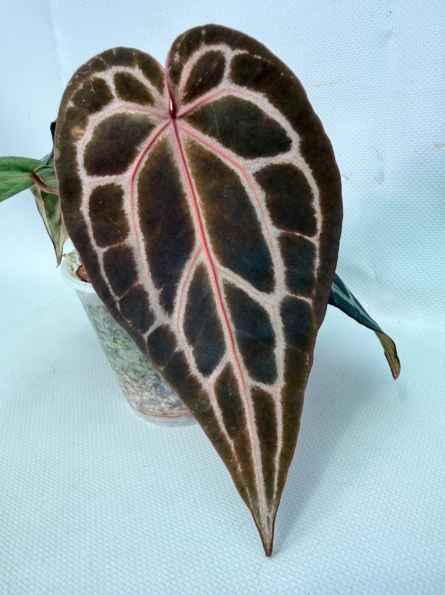 Anthurium Red Crystallinum 05