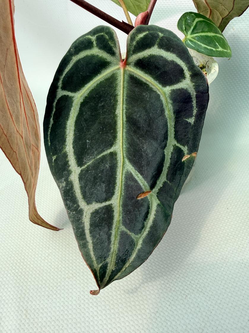 Anthurium Red Crystallinum 06