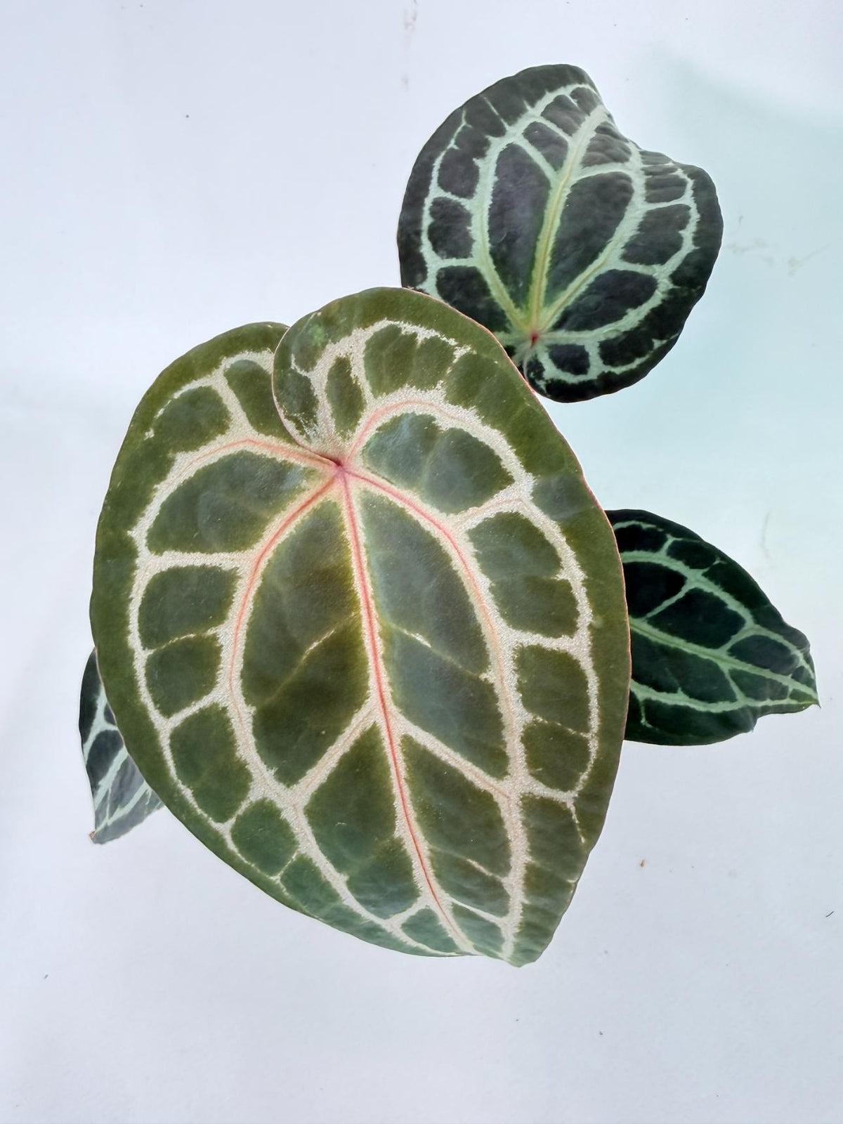 Anthurium Red Crystallinum 10