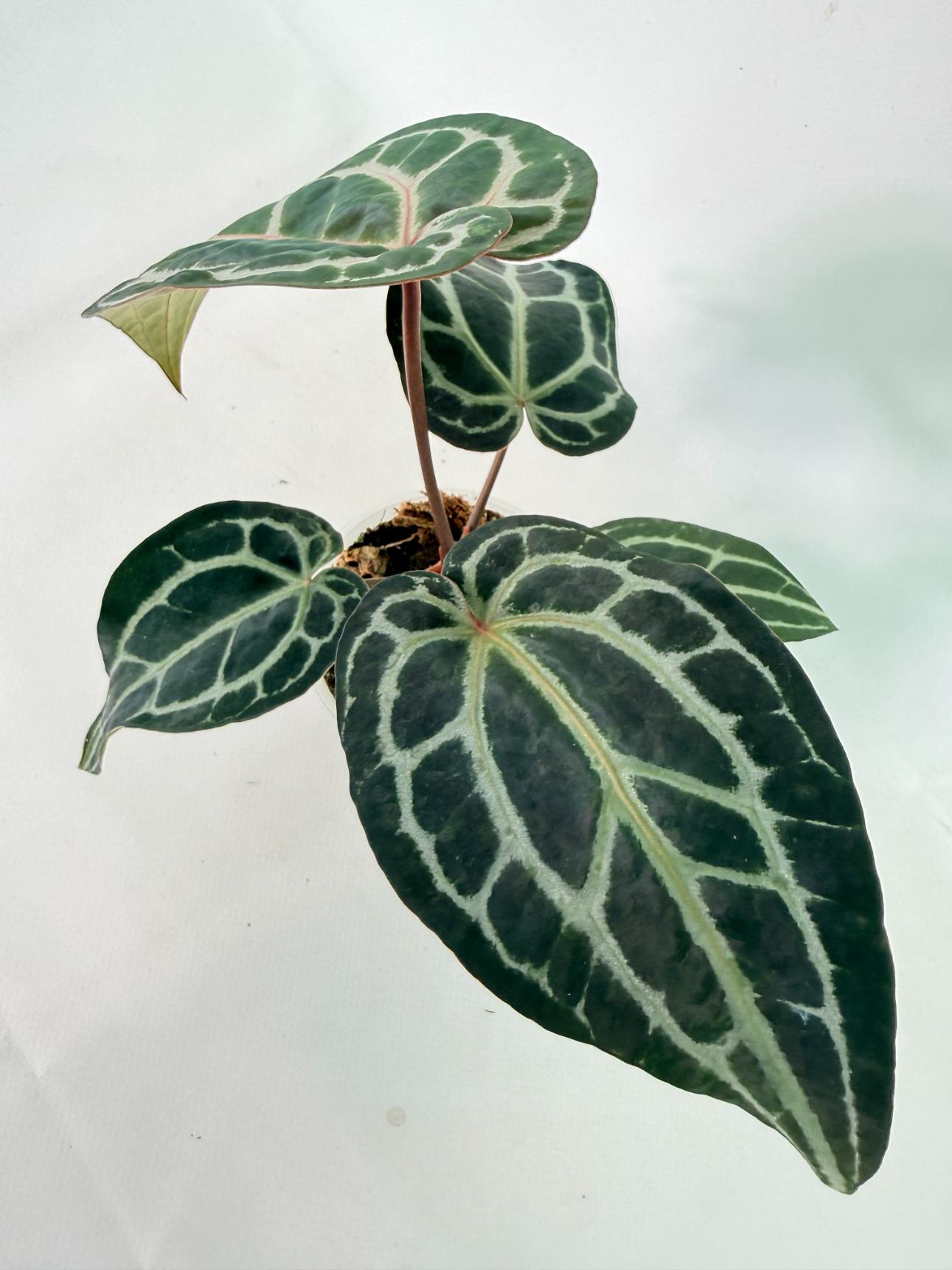 Anthurium Red Crystallinum 01