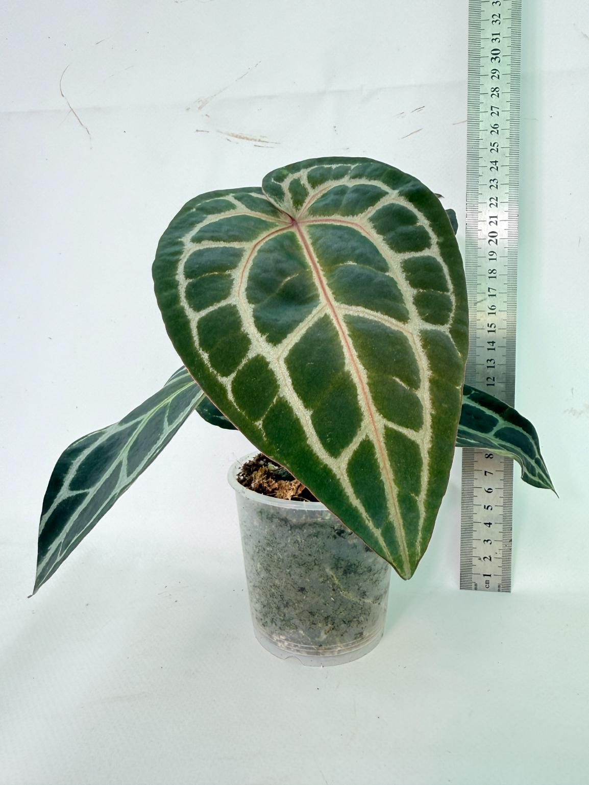 Anthurium Red Crystallinum 03