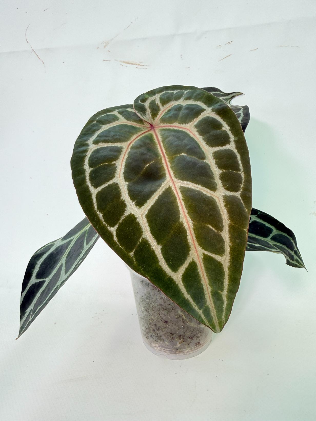 Anthurium Red Crystallinum 02