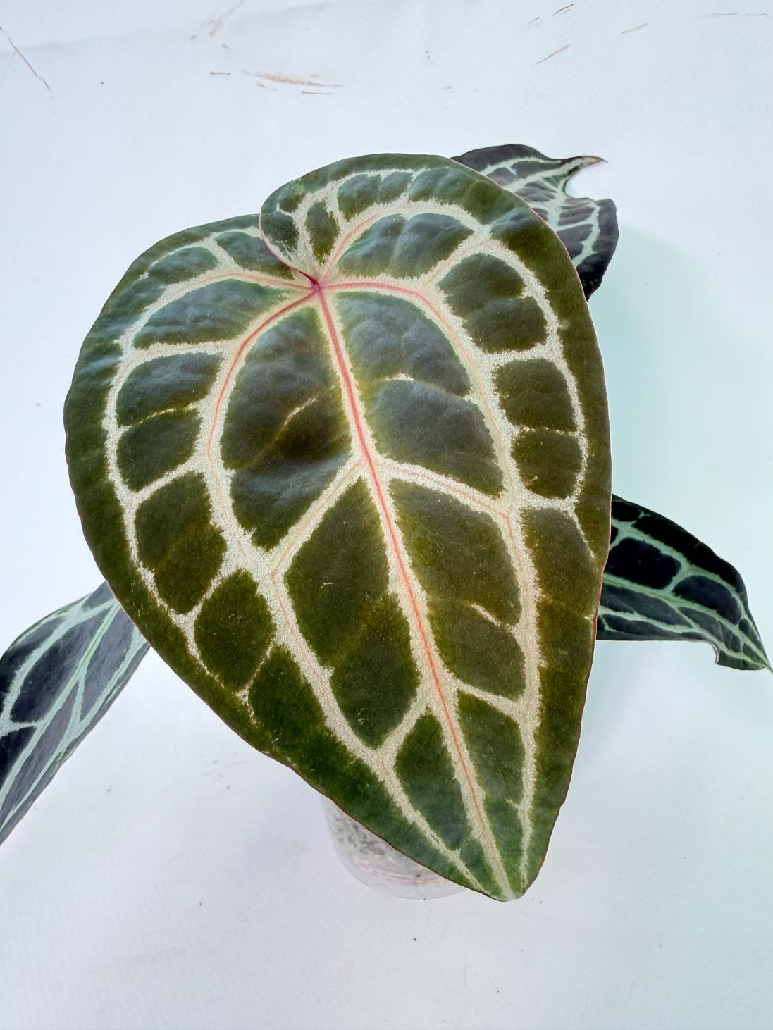 Anthurium Red Crystallinum 04