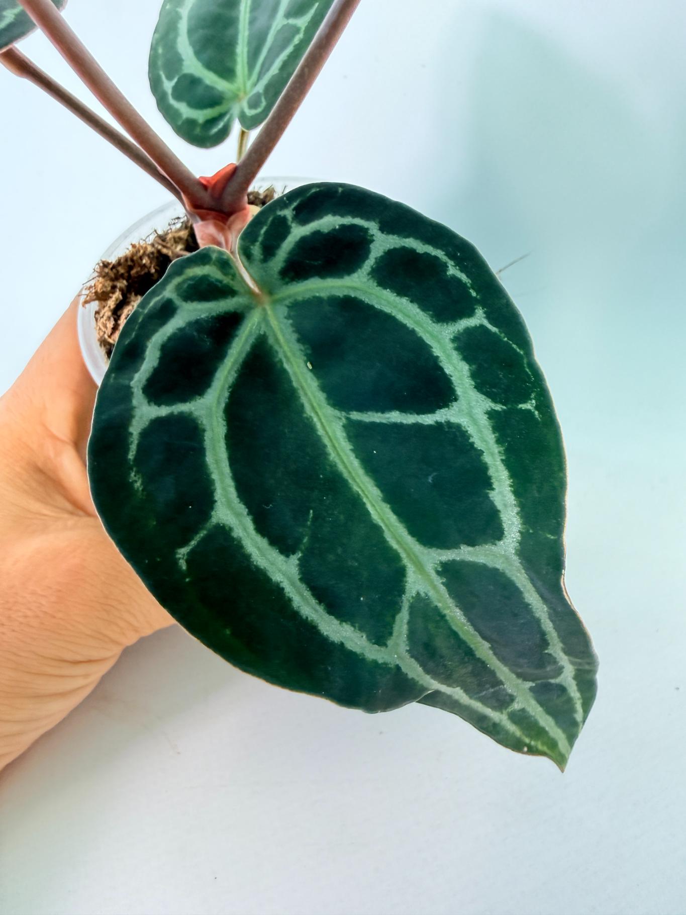 Anthurium Red Crystallinum 05