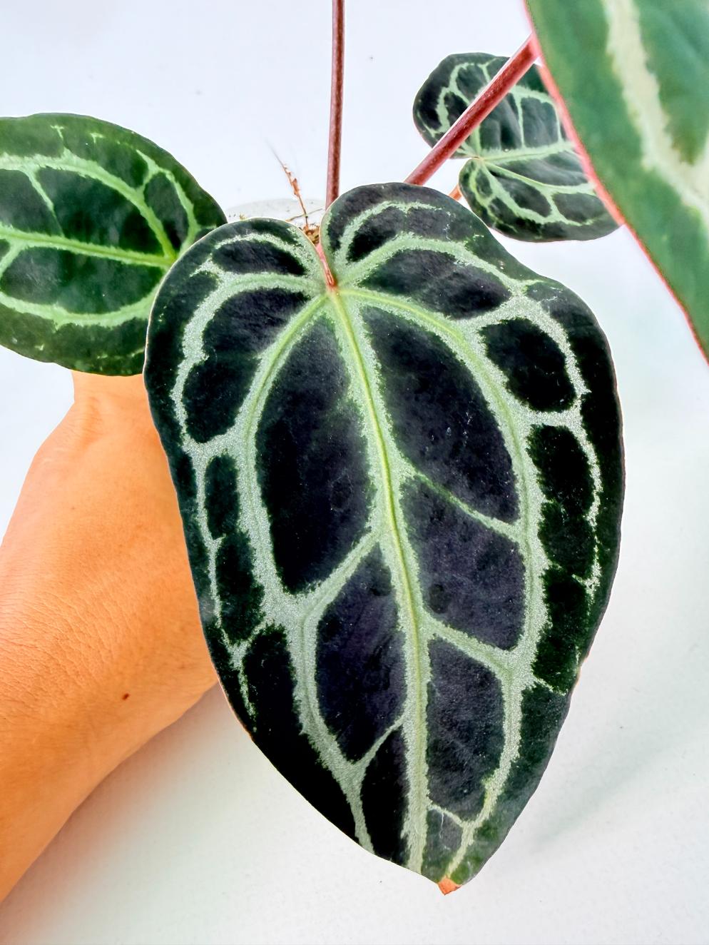 Anthurium Red Crystallinum 06