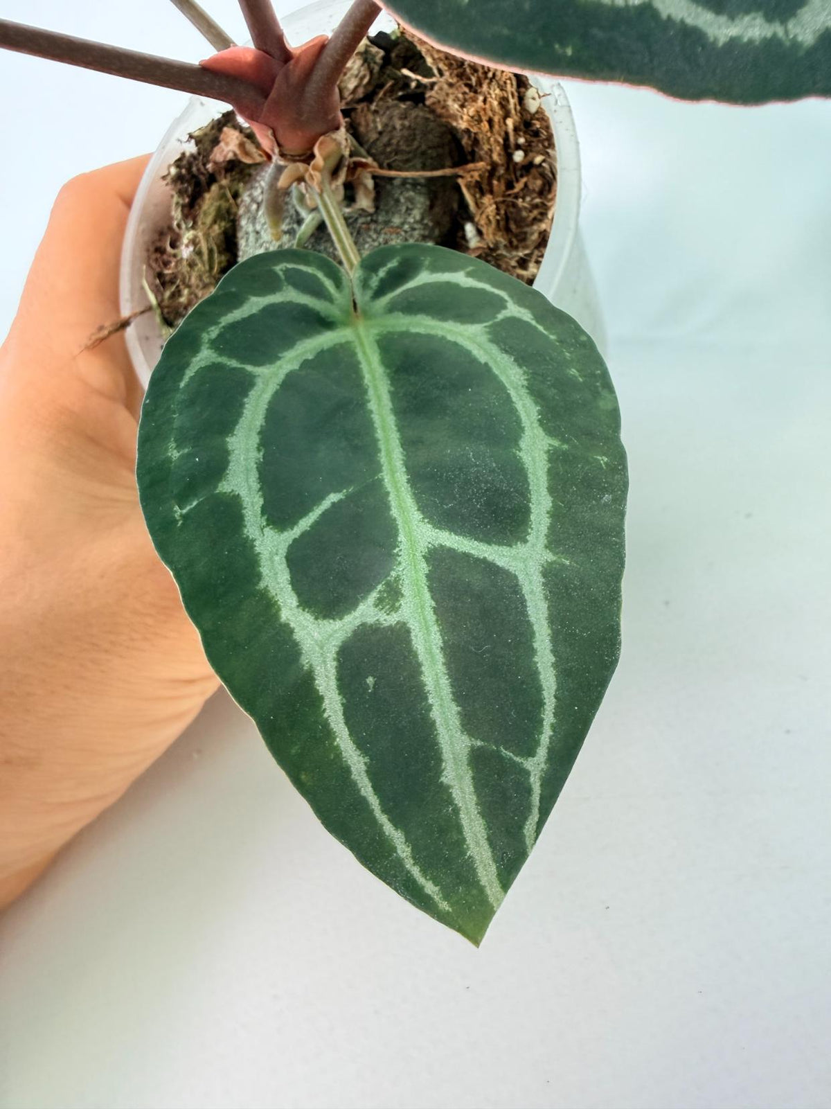 Anthurium Red Crystallinum 07