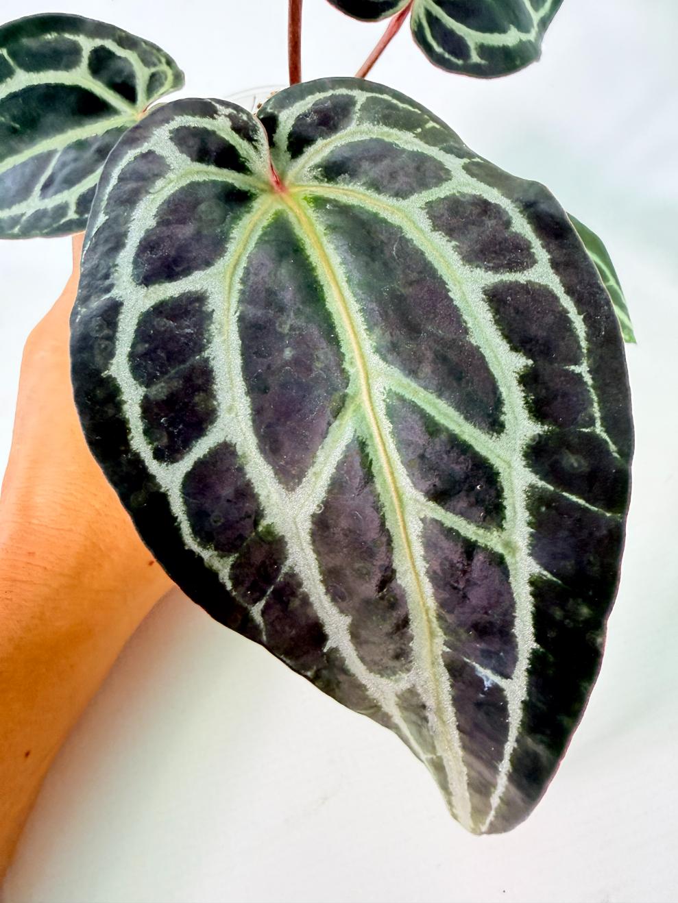 Anthurium Red Crystallinum 08