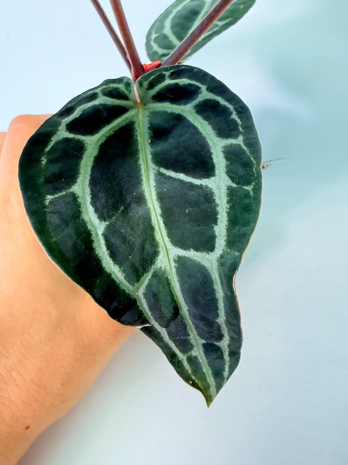 Anthurium Red Crystallinum 09