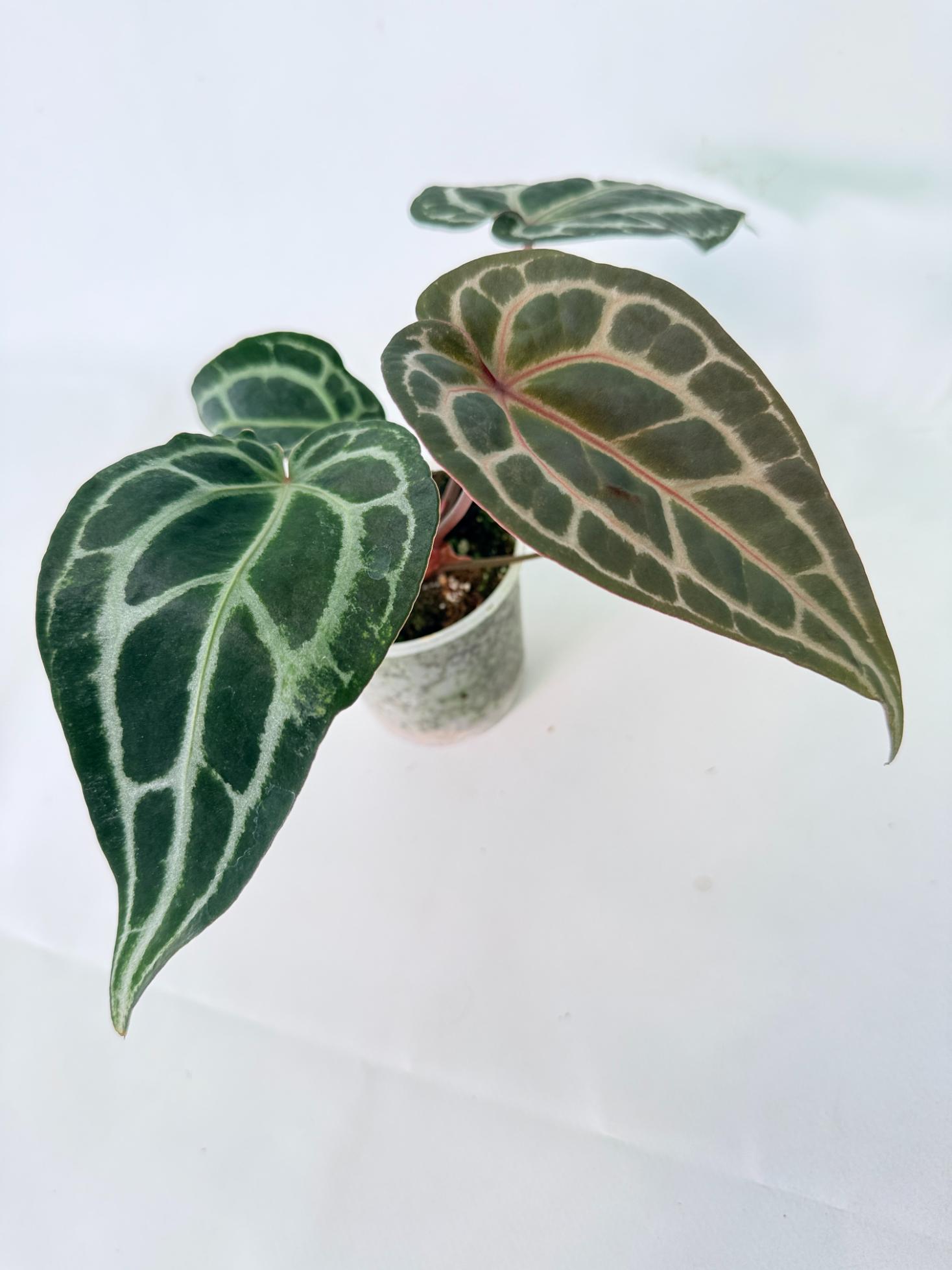 Anthurium Red Crystallinum 01