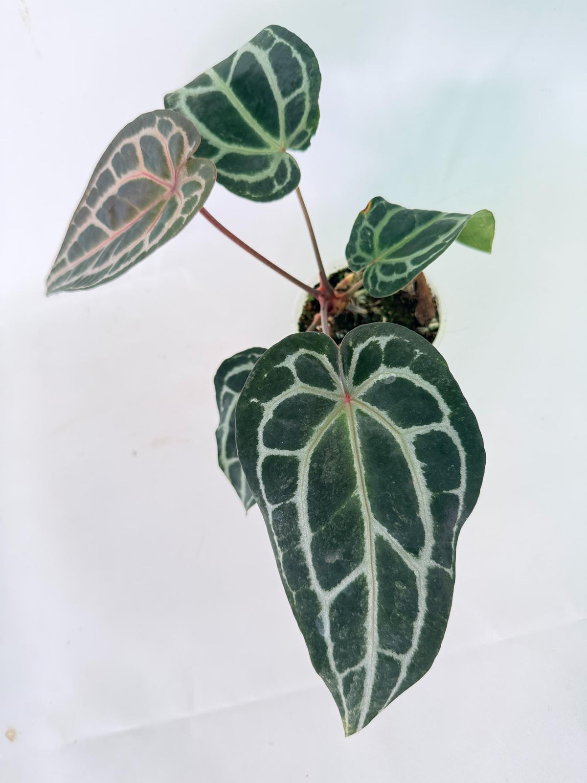 Anthurium Red Crystallinum 02