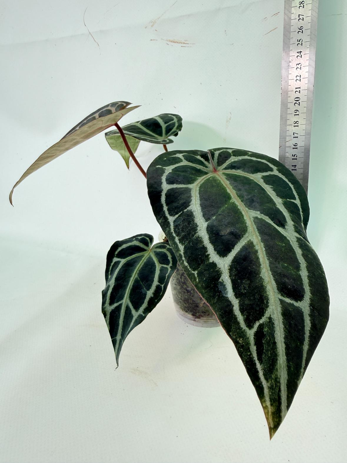 Anthurium Red Crystallinum 09