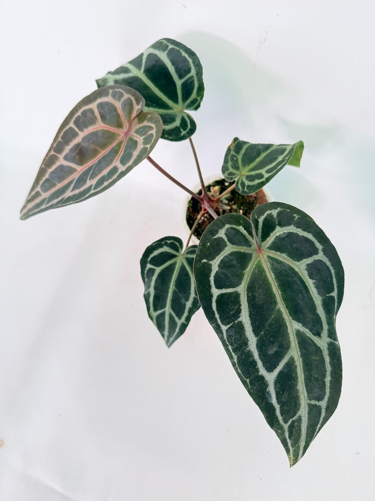 Anthurium Red Crystallinum 04