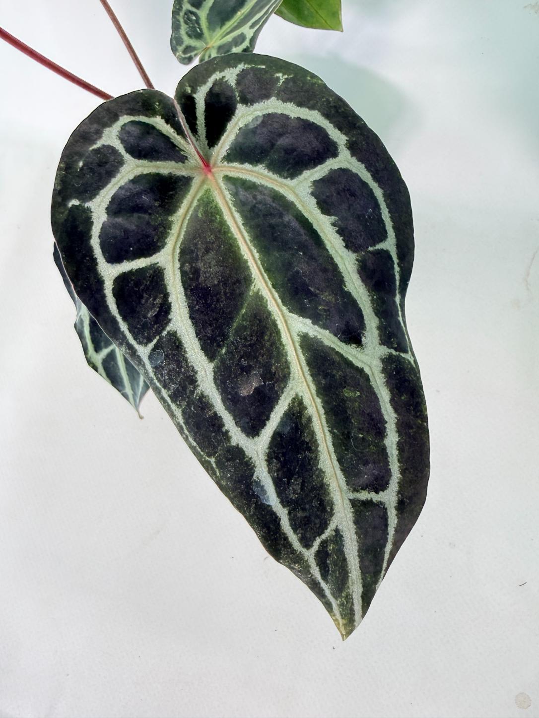 Anthurium Red Crystallinum 05