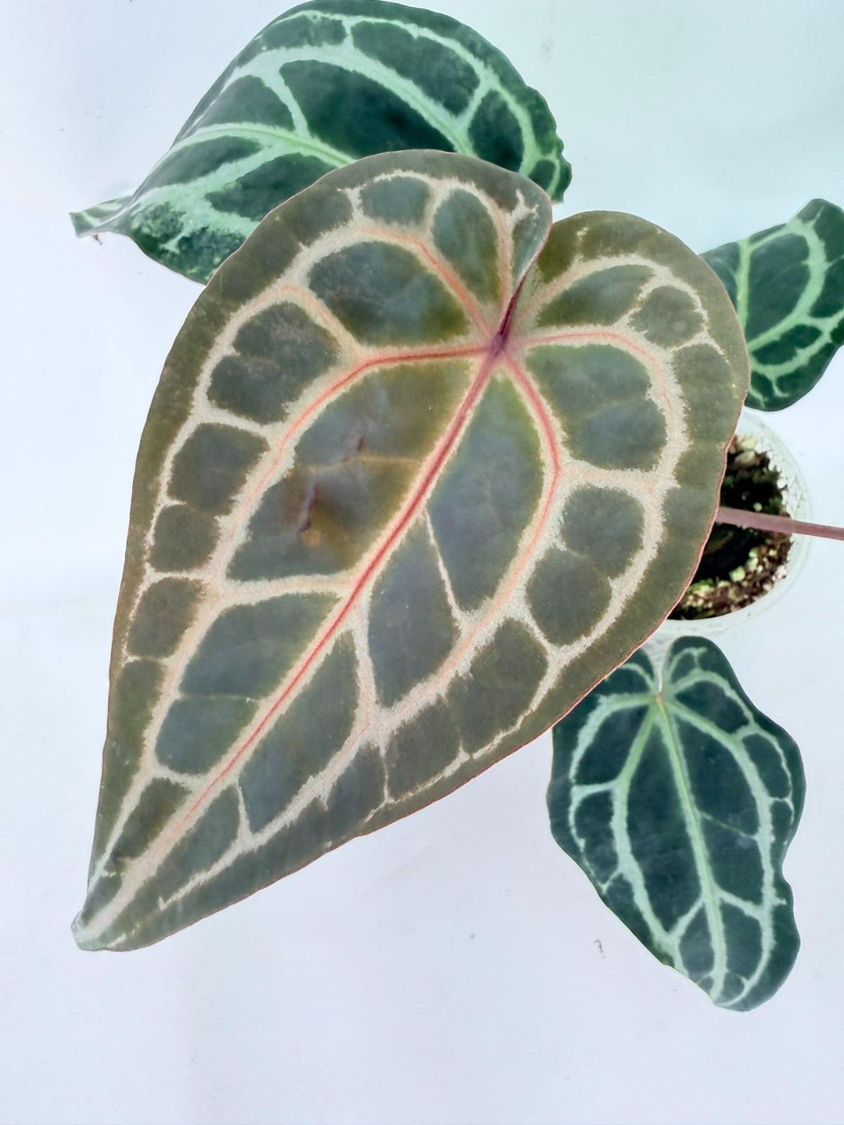 Anthurium Red Crystallinum 03
