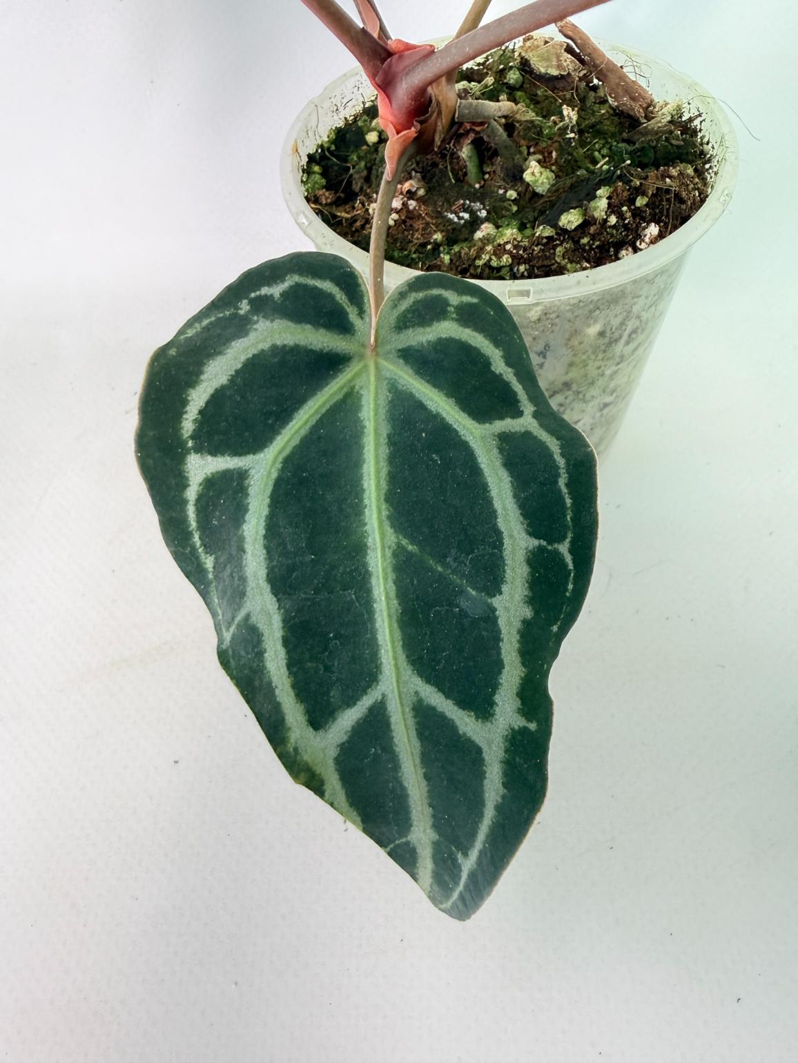 Anthurium Red Crystallinum 06