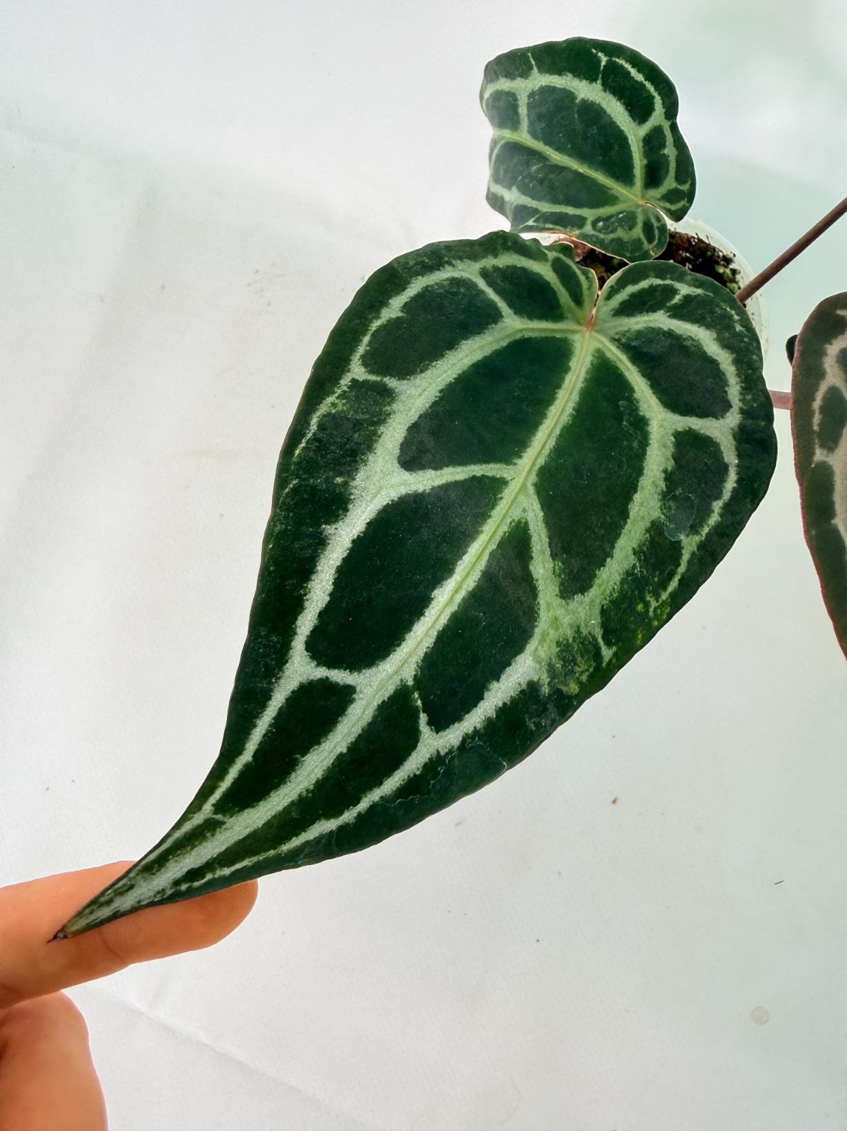 Anthurium Red Crystallinum 07