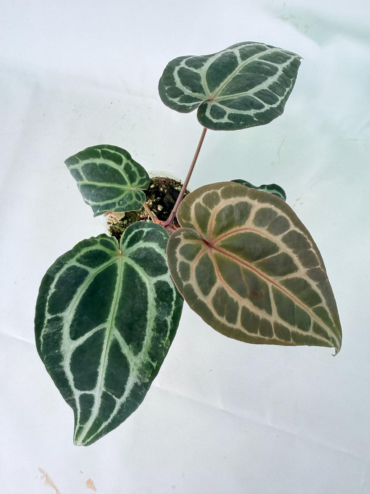 Anthurium Red Crystallinum 08