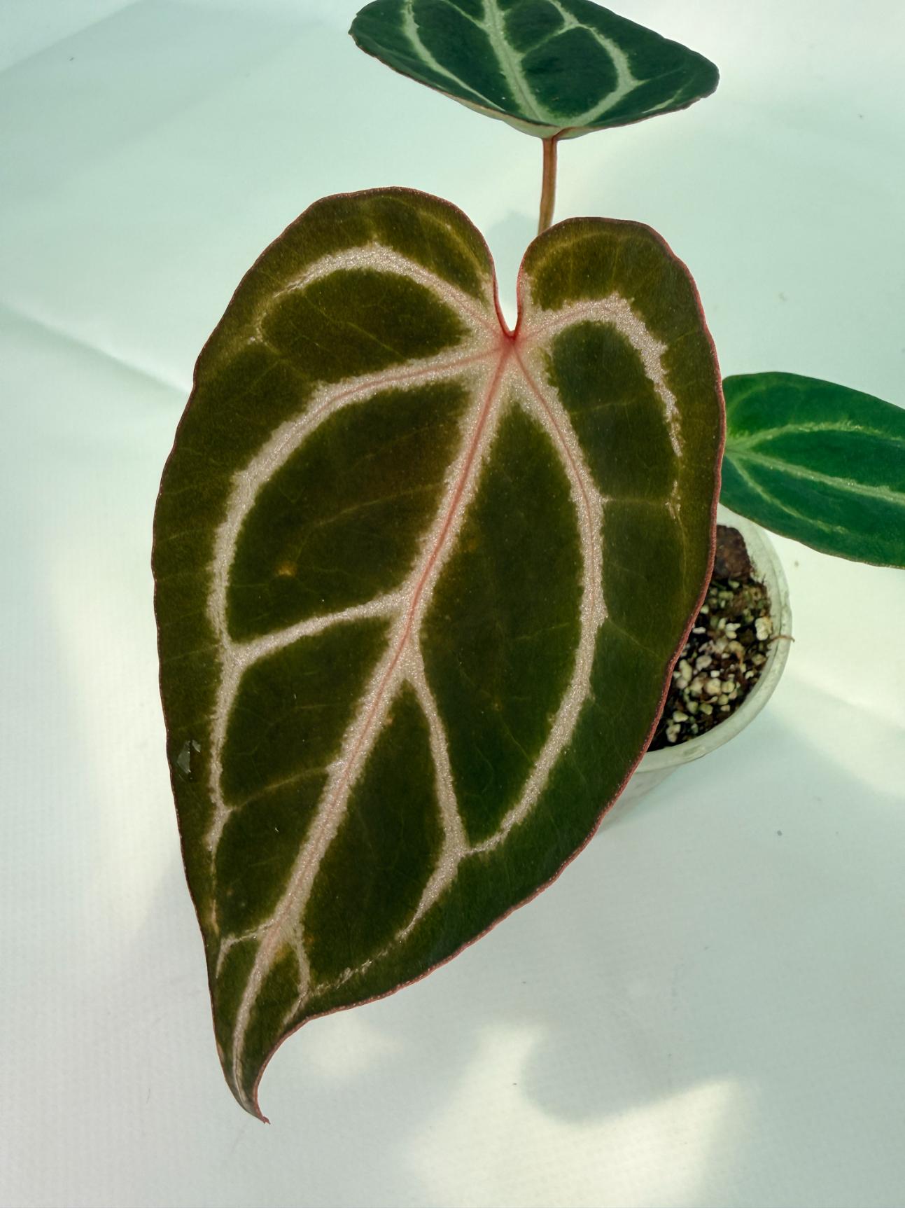 AnthuriumRedCrystallinumxDorayaki_03