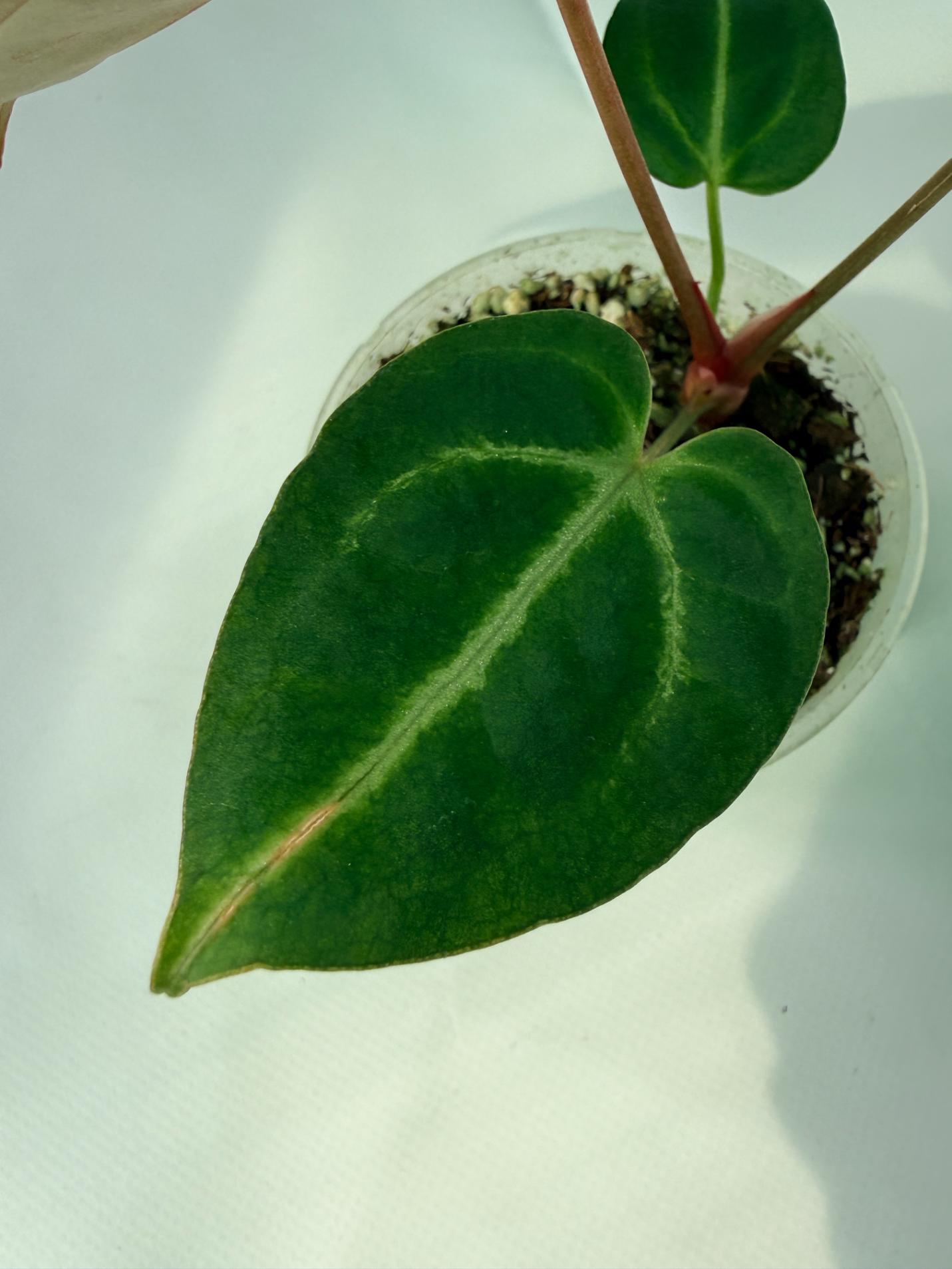 AnthuriumRedCrystallinumxDorayaki_04