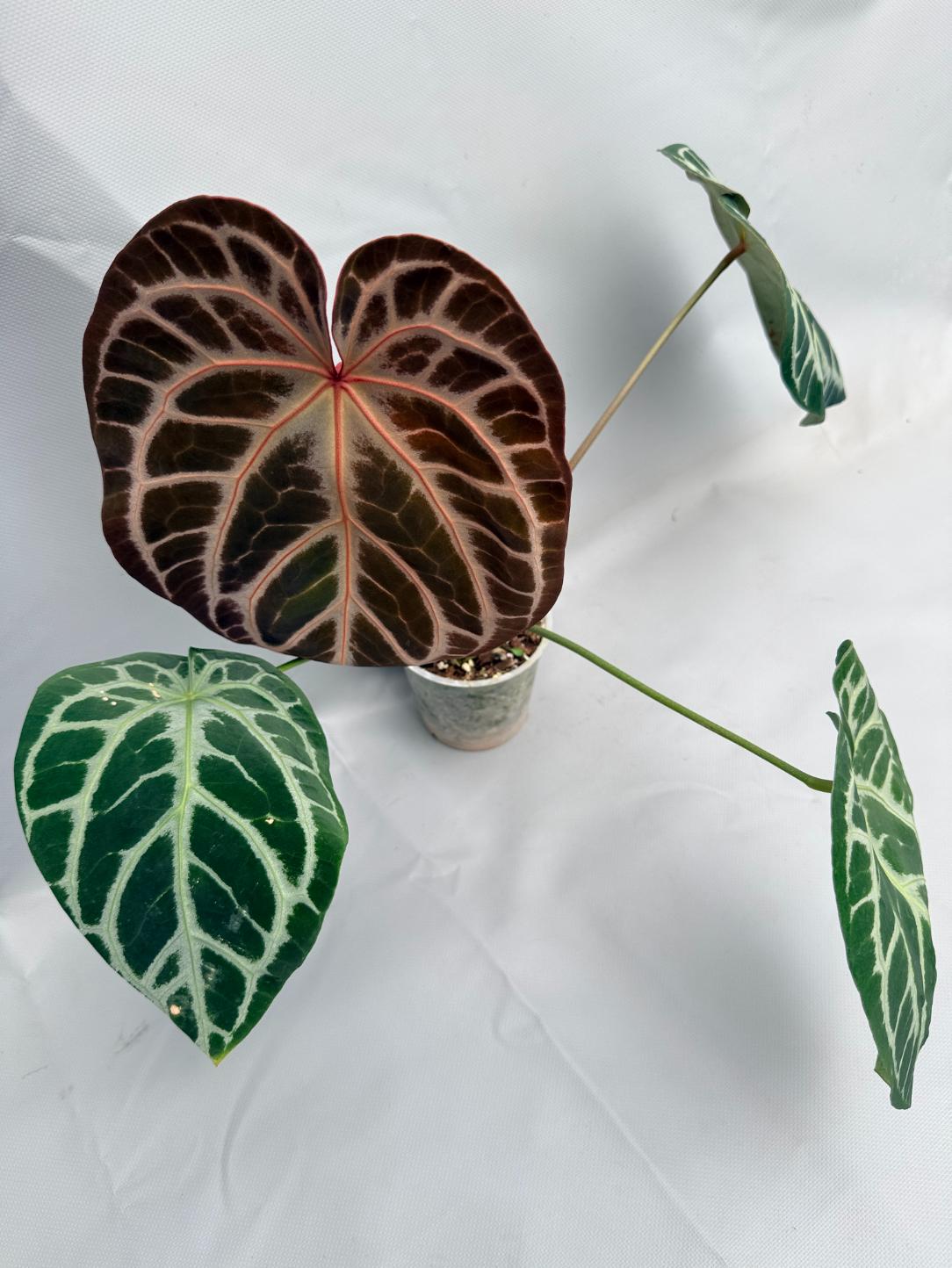 Anthurium Red Crystallinum x Silver Blush 08
