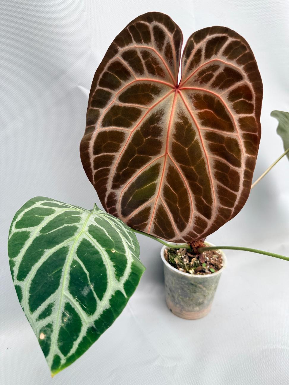 Anthurium Red Crystallinum x Silver Blush 09