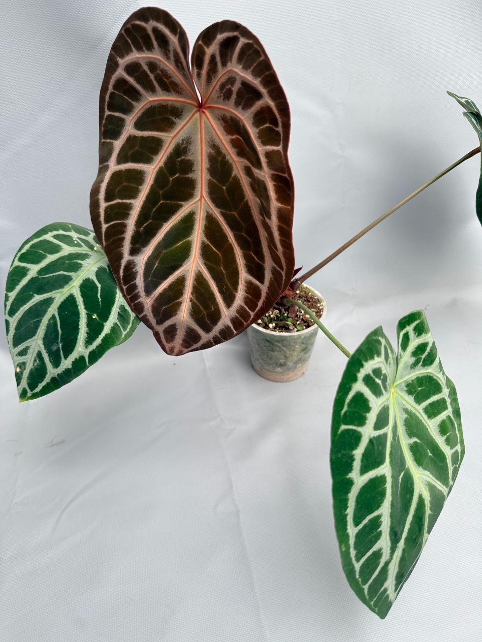 Anthurium Red Crystallinum x Silver Blush 02
