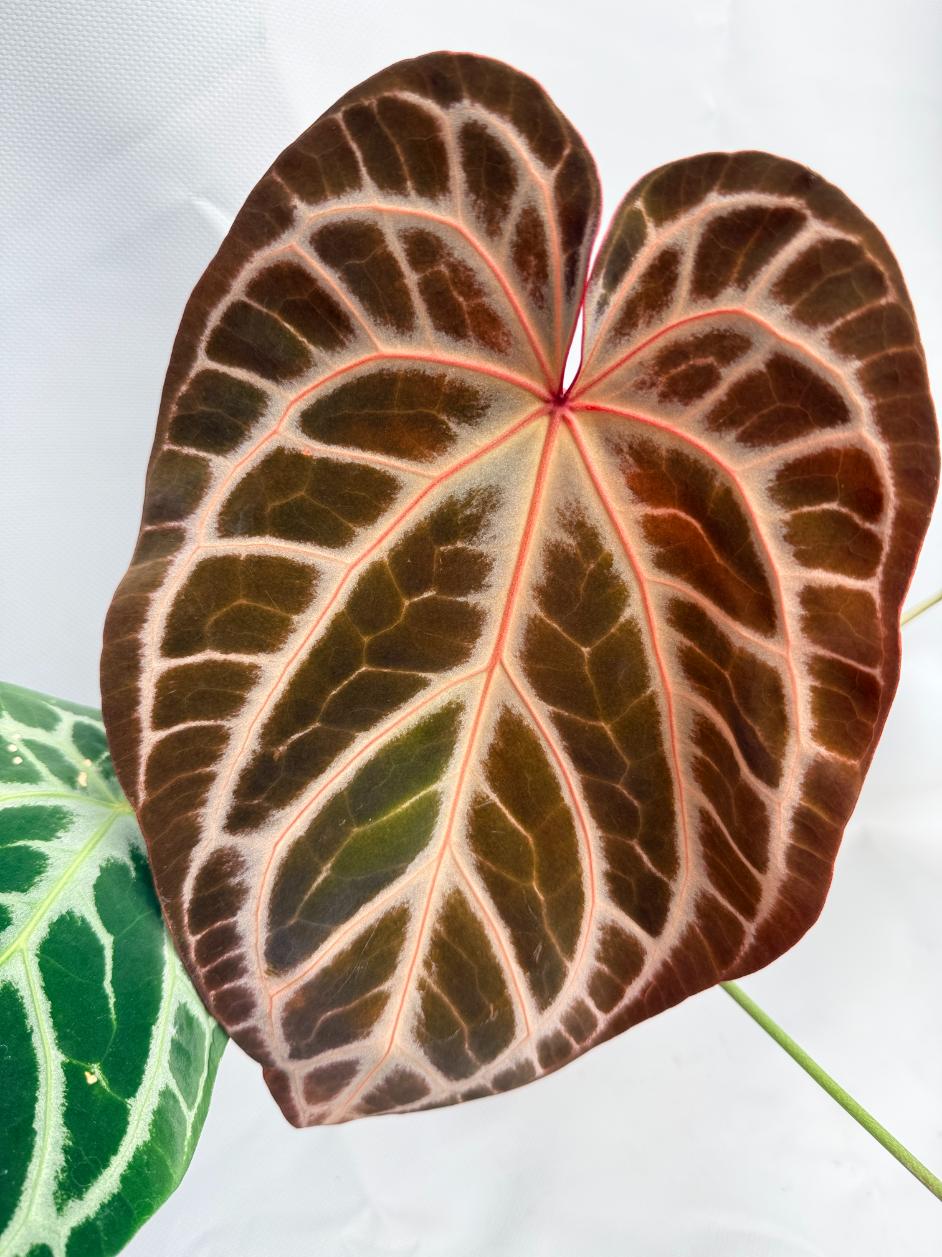 Anthurium Red Crystallinum x Silver Blush 03