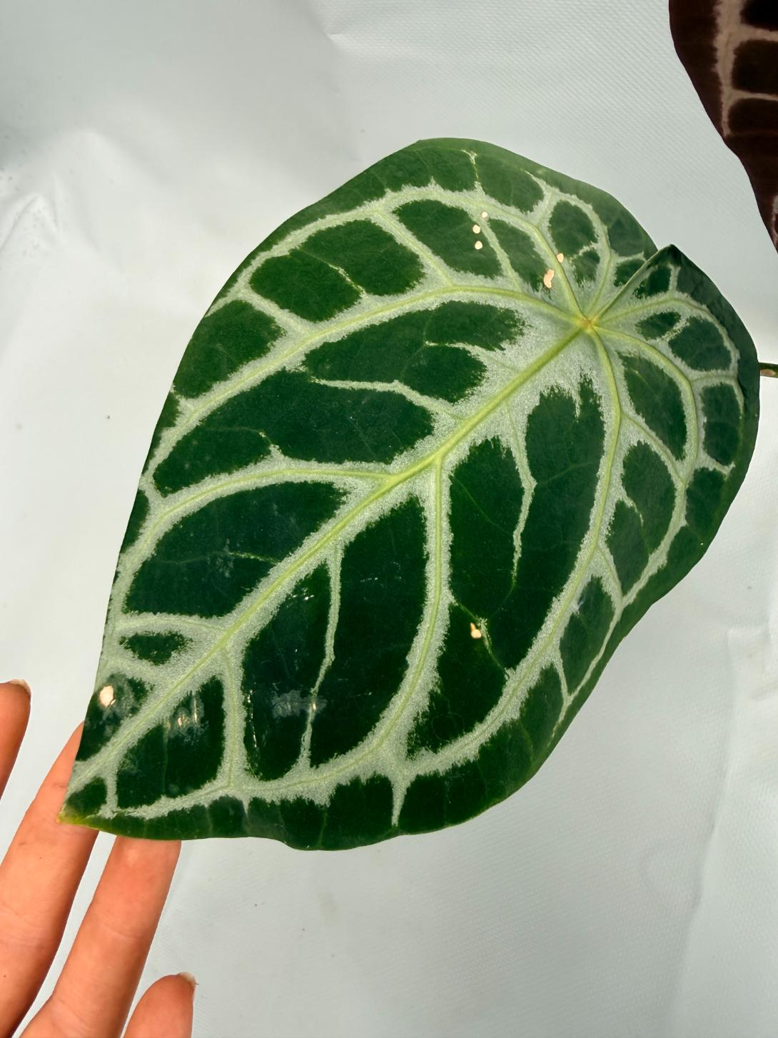 Anthurium Red Crystallinum x Silver Blush 04