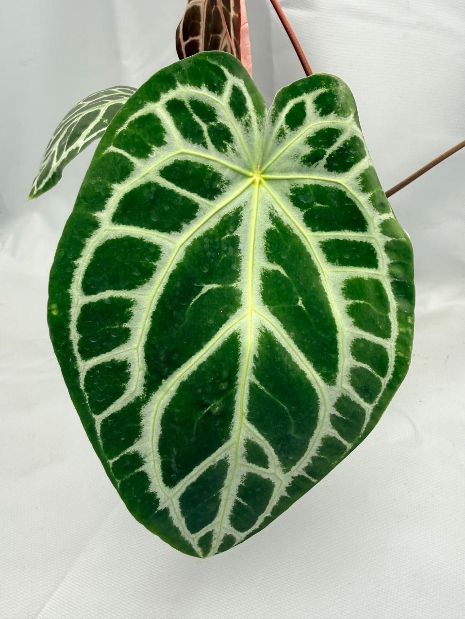 Anthurium Red Crystallinum x Silver Blush 05