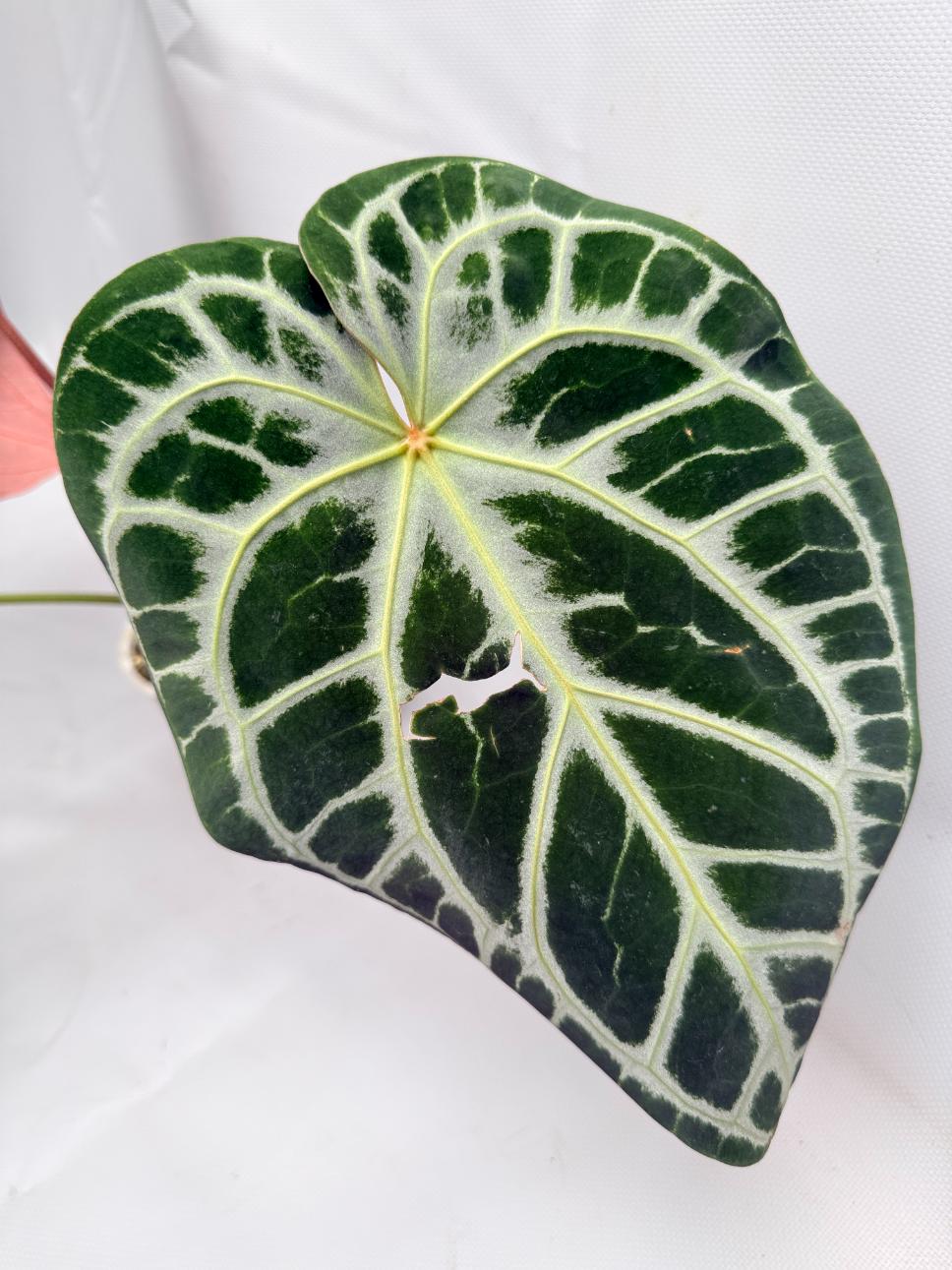 Anthurium Red Crystallinum x Silver Blush 06