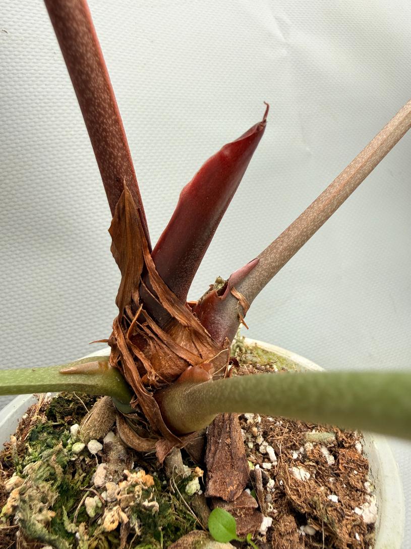 Anthurium Red Crystallinum x Silver Blush 07